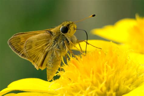 Zabulon Skipper Butterfly Jerry Gavin Flickr