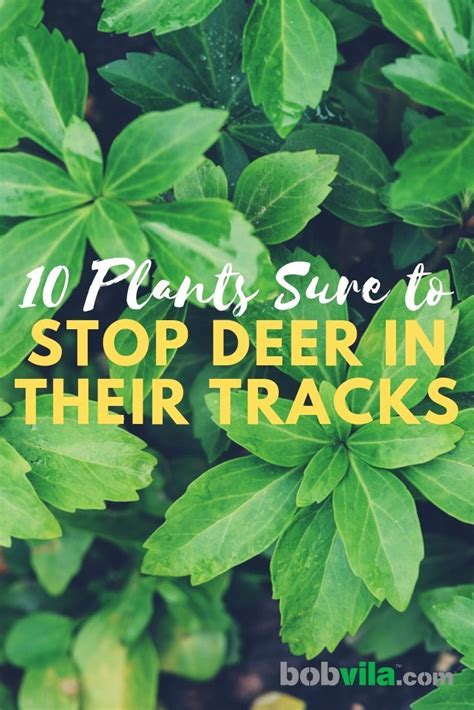 10 Plants Sure To Stop Deer In Their Tracks—plants To Deter Deer Deer