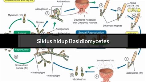 Siklus Hidup Ascomycetes Basidiomycetes Protista Fungi YouTube