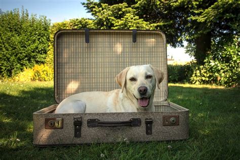 We have great cabins with hot tubs, heart shaped jacuzzi tubs and even one with a private indoor swimming pool at huge savings. Pet Friendly Cabin Rentals in Gatlinburg and Pigeon Forge ...