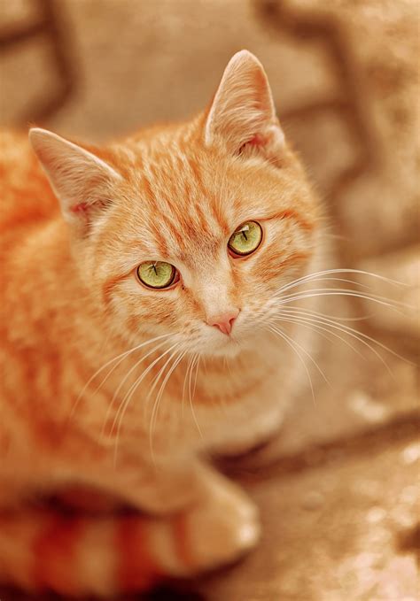 Orange Tabby Kitten With Blue Eyes Care About Cats