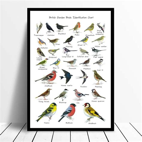 British Garden Birds Identification Chart Wildlife Poster A Etsy Uk