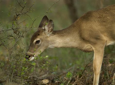 White Tailed Deer Foraging In Florida Stock Image Image Of Wildlife
