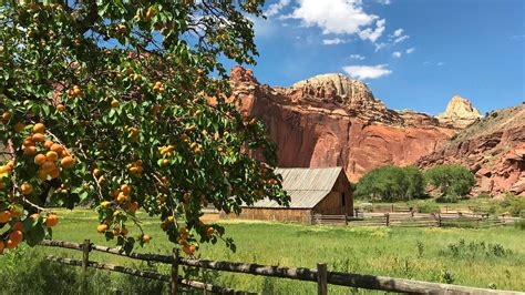 Capitol Reef Orchards Us National Park Service