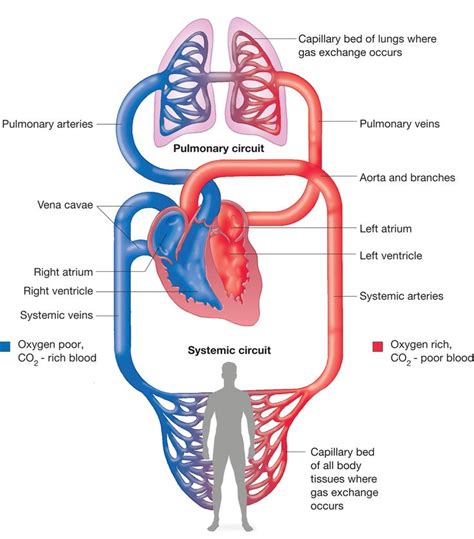 Human Circulatory System Simple Human Body Anatomy Human Poster