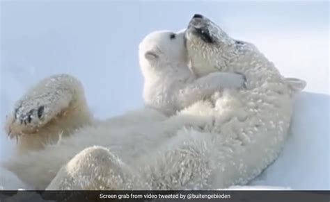 Adorable Video Of Mama Polar Bear Cuddling Its Cub Is Too Cute