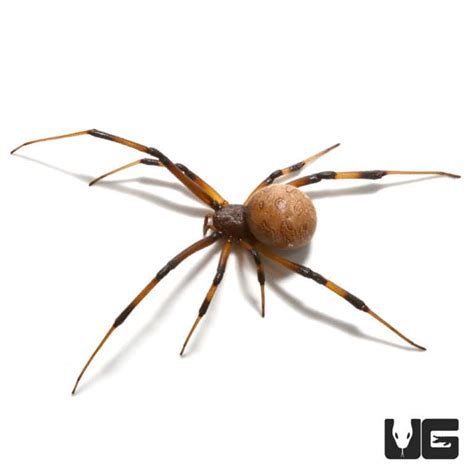 Baby Brown Widow Spiders Latrodectus Geometricus For Sale