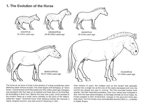 Draw a triploblastic blastula 11. horse evolution