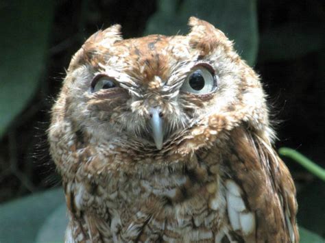 Owls That Accidentally Saw You Naked