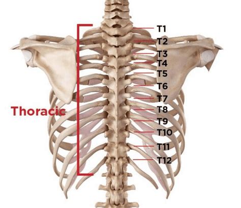 Thoracic Back Pain Symptoms And Treatment Spinal Backrack