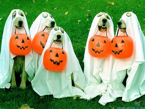 Funny Halloween Wallpapers Top Free Funny Halloween Backgrounds