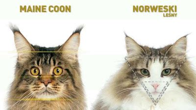 It is one of the oldest natural breeds in north america. The Norwegian Forest Cat: Getting To Know The Large Viking ...