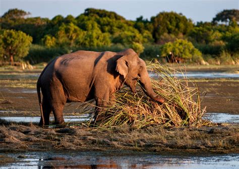 Kumana National Park Sights Lonely Planet