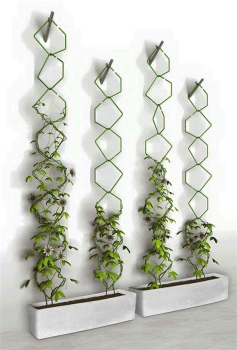 15 Astonishing Climbing Plants Ideas For Fences And Walls