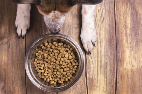 They help arthritic dogs eat. Your Pet's Food Bowl Could Be Making You Sick | Reader's ...