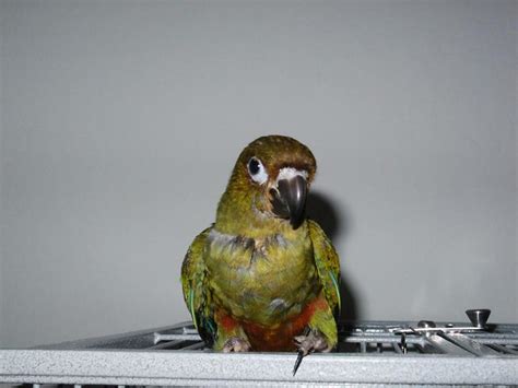 Green Cheek X Sun Conure Coda Coda Is A Hybrid Conure H Flickr