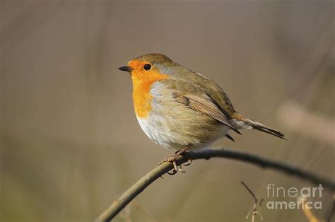 Robin Perched On A Plant Stem Photograph By Colin Varndell Fine Art