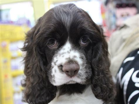 Check spelling or type a new query. Cocker Spaniel DOG CHOC WHITE ID:2396405 Located at ...
