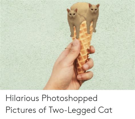 Hilarious Photoshopped Pictures Of Two Legged Cat Pictures Meme On Meme
