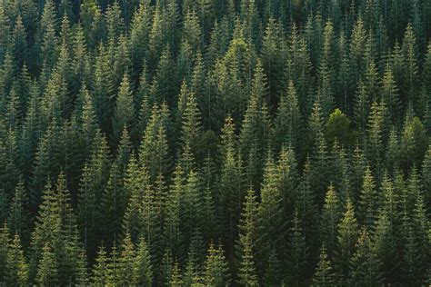 Aerial View Of Forest Free Texture