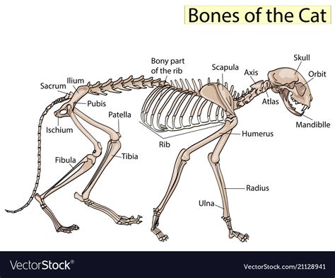 Cat Skeleton Veterinary Cat Osteology Royalty Free Vector