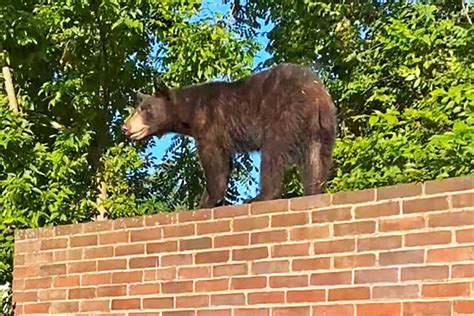 Black Bear Spotted In Arlington Neighborhood Wtop News Trendradars