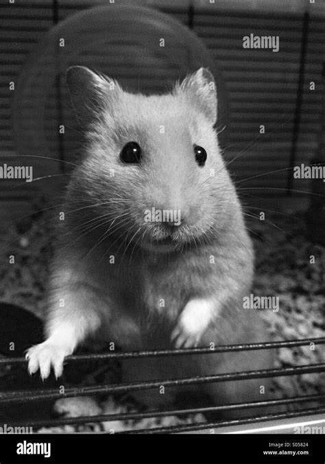 Hamster In A Cage Black And White Stock Photos And Images Alamy