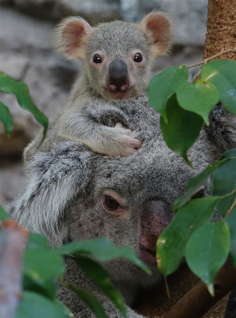 Watch Uks Only Koala Joey Emerges At Edinburgh Zoo The Sunday Post