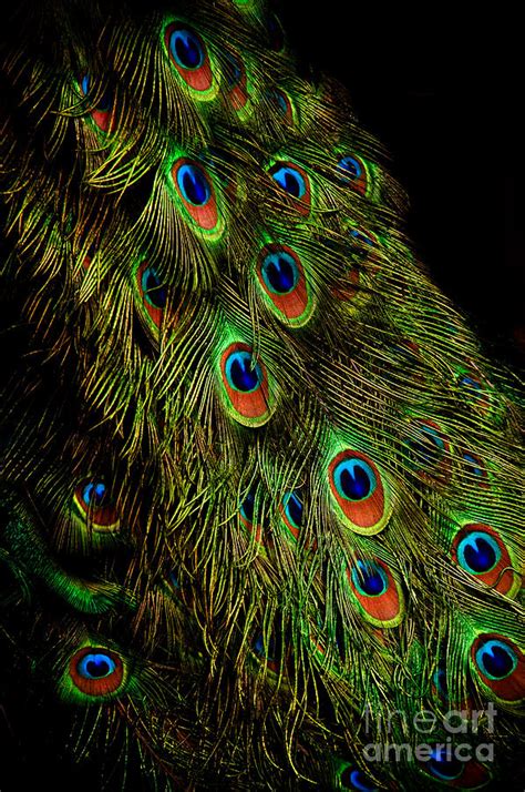 Peacock Waterfall Photograph By Venetta Archer Fine Art America