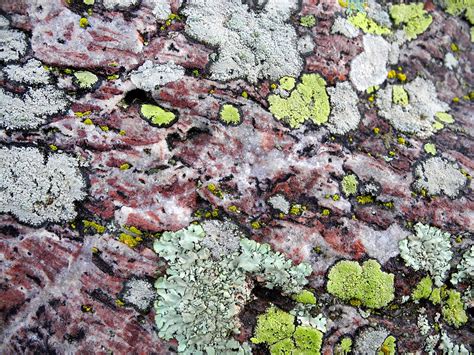Moss Lichen Texture · Free Photo On Pixabay