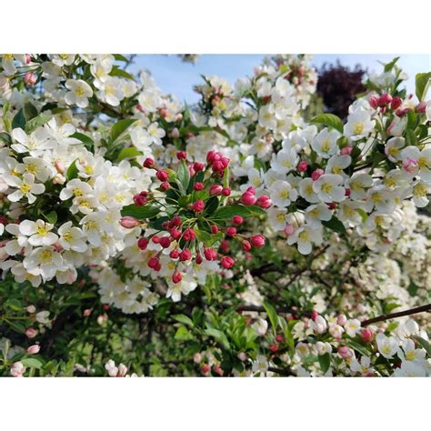 Online Orchards Dolgo Flowering Crabapple Tree Bare Root Flca004 The