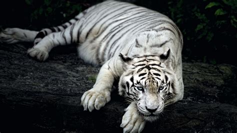 White Tiger Animal Wallpapers Hd Wallpapers Id 18057