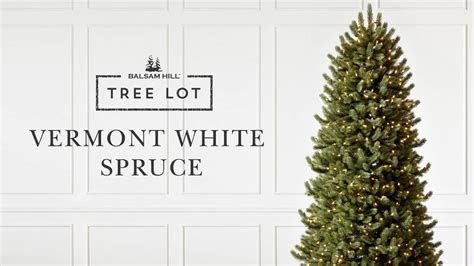 Vermont White Spruce Tree Lot Youtube