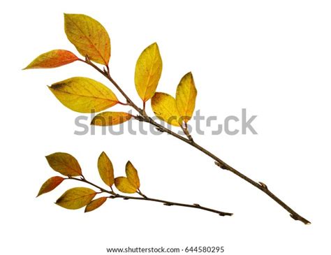 Autumn Twigs Yellow Leaves Isolated On Stock Photo 644580295 Shutterstock