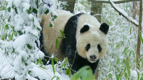 Pandas Born To Be Wild Rare Glimpse Of Wild Panda In Heat Nature Pbs