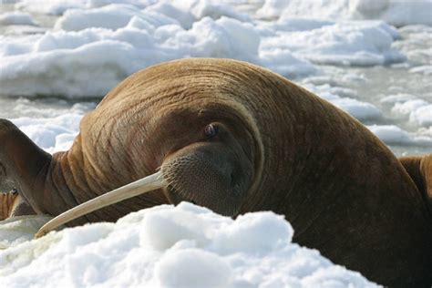 Free Images Wildlife Zoo Arctic Fauna Tusk Walrus Seals