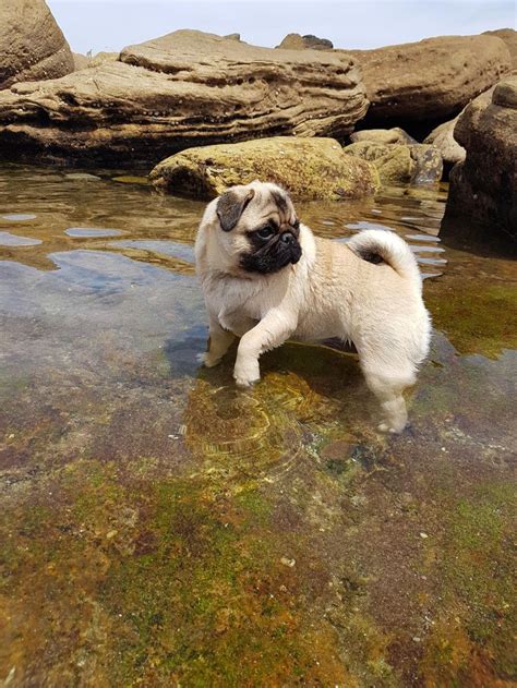 A Small Pug Dog Standing In The Water Near Some Rocks And Mossy Grass