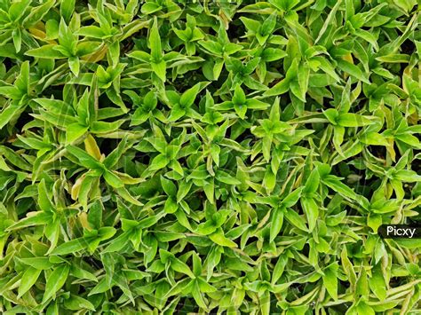 Image Of Ground Cover Seamless Texture Tile Plants Leaves From Top