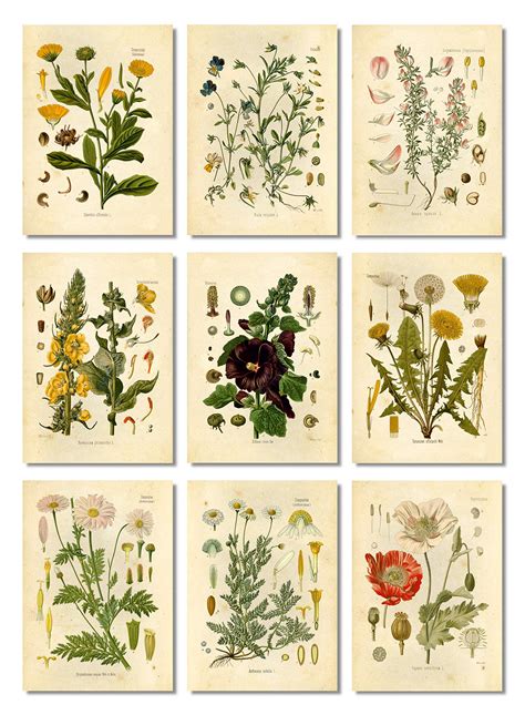Botanical Vintage Prints Ubicaciondepersonas Cdmx Gob Mx