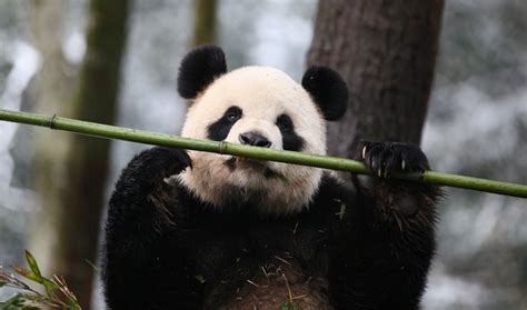 China Trip Update Old Breeding Center Pandas International