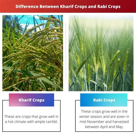 Diferencia Entre Los Cultivos Kharif Y Rabi Con Cuadro Comparativo
