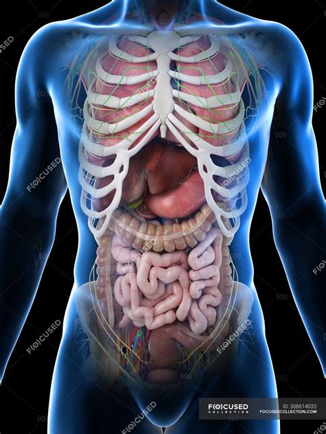 Image Showing Internal Organs In The Back Realistic Human Body Model