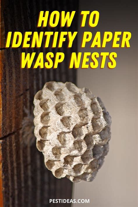 How To Identify Paper Wasp Nests Wasp Nest Wasp Nest Removal Diy