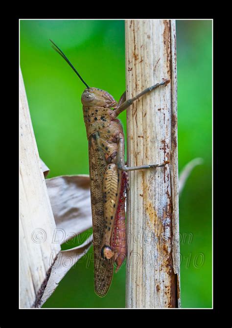 Giant Or Hedge Grasshopper Valanga Irregularis Aa7c4906a David Anderson Flickr