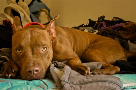 Pitbull Pitbulls Pitbull Training Furry Friend