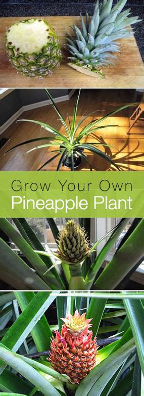 Quick Tip How To Grow A Pineapple Plant The Garden Glove