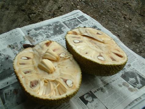 Health And Nutritional Benefits Of Jackfruit Hubpages