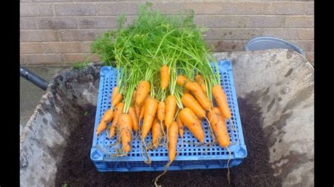 How To Grow Organic Carrots In Pots Nandor Carrot Reveal 2015