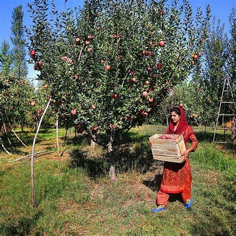 Apple Harvesting At Shopian Kashmir India Valley Of Flowers