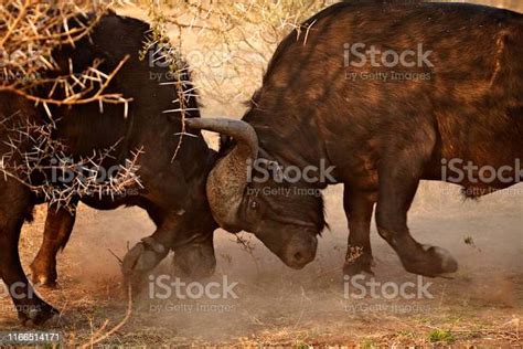 Cape Buffalo Fighting Head To Head Stock Photo Download Image Now
